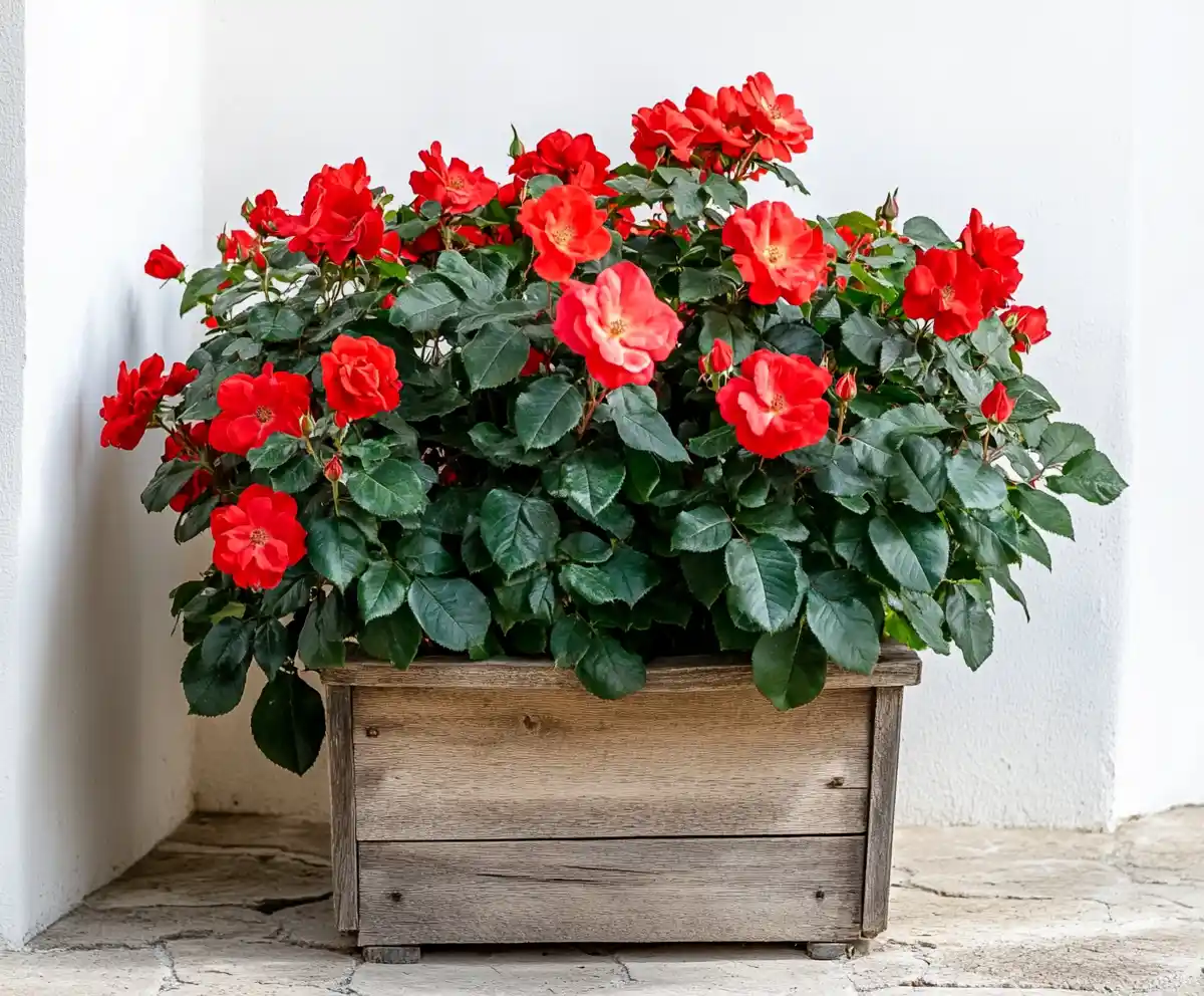 Knockout Roses