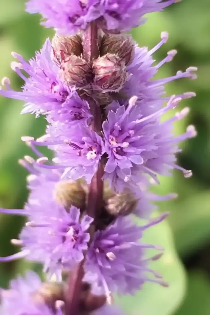 15 Best Mosquito Repellent Plants 2025 Pennyroyal