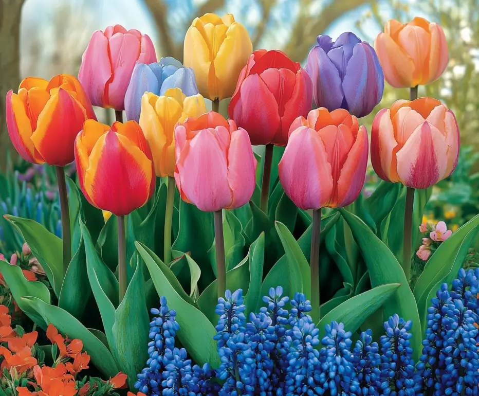 tulips flowers