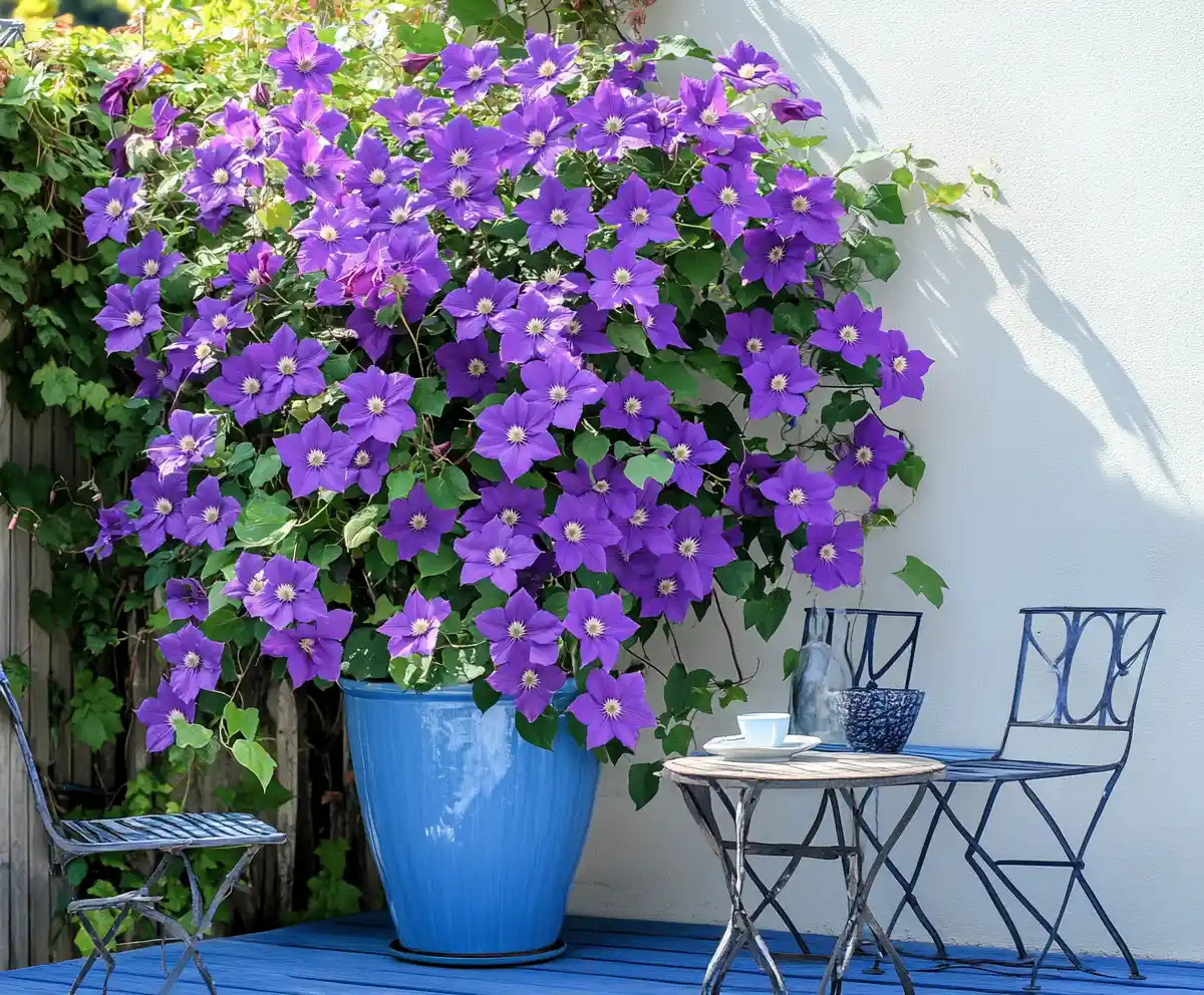 How to Grow Clematis in Containers