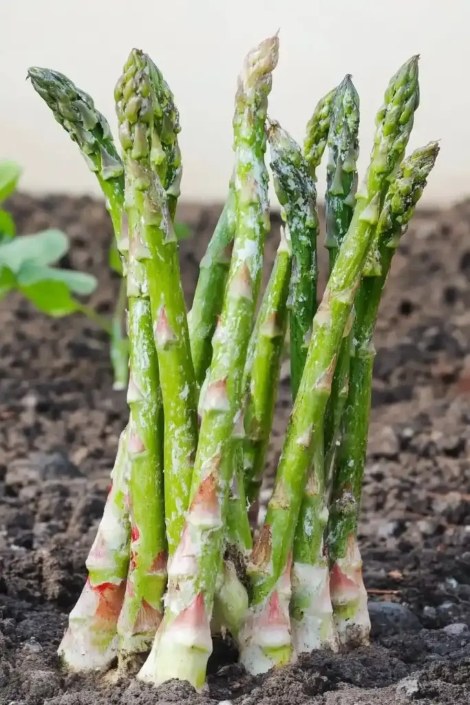 12 Perennial Vegetables You Can Plant Once and Harvest Forever Asparagus