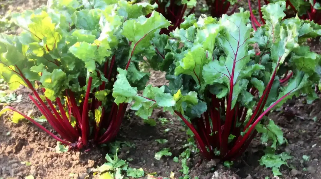 26 Shade-Tolerant Vegetables That Thrive With Less Sunlight Beets
