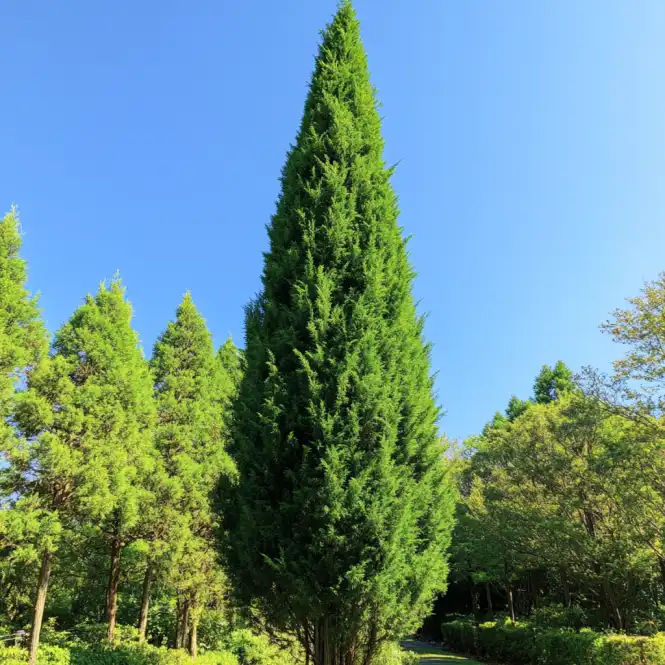 1. Eastern Redcedar