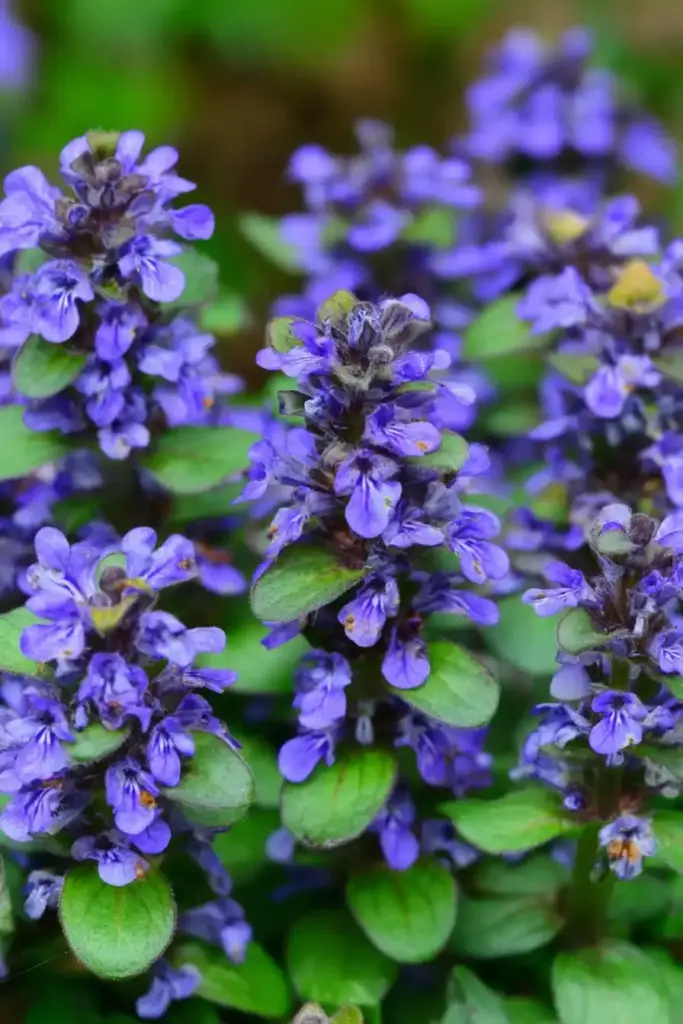 Ajuga 