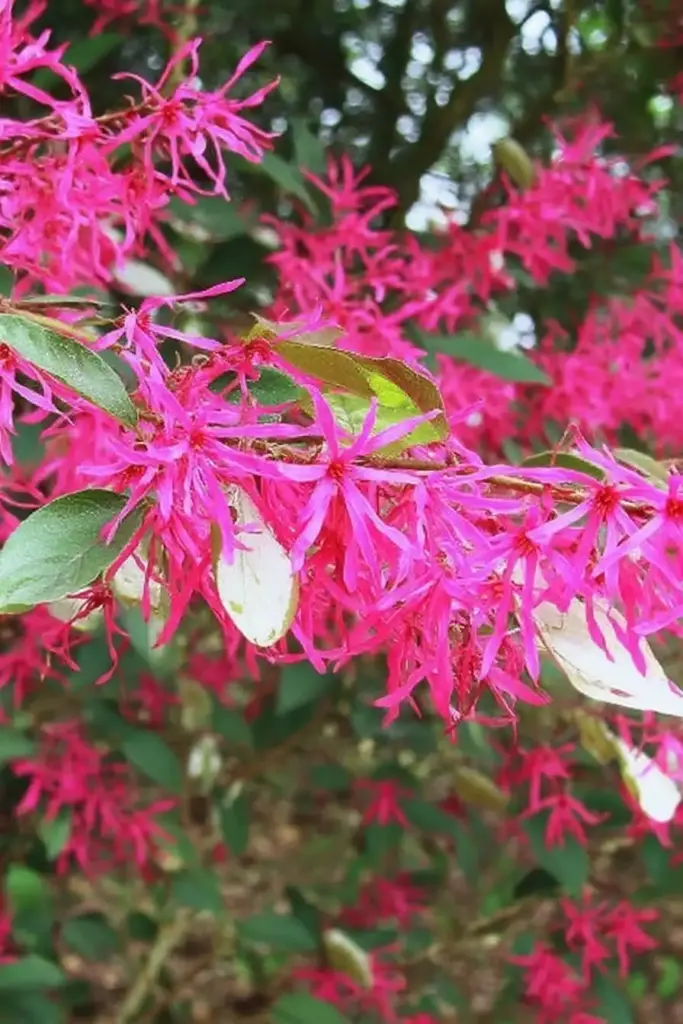 15 Best Trees for Privacy To Make Your Yard a Lush Sanctuary Lorapetalum