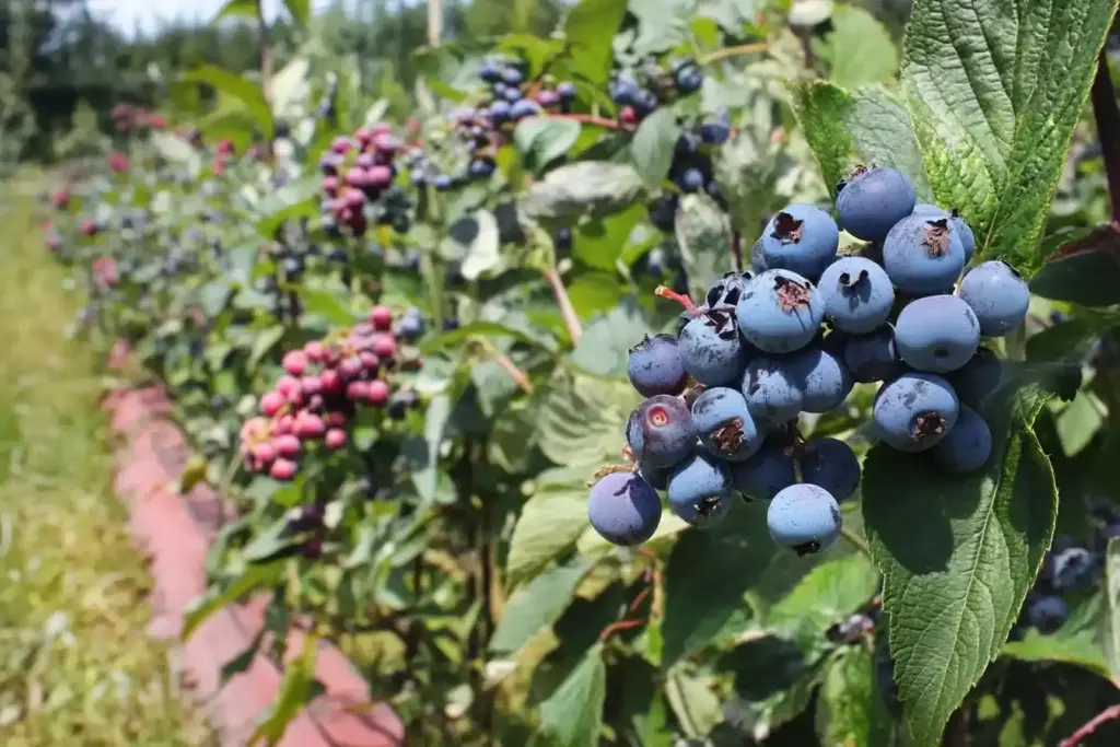 12 Perennial Vegetables You Can Plant Once and Harvest Forever Berries