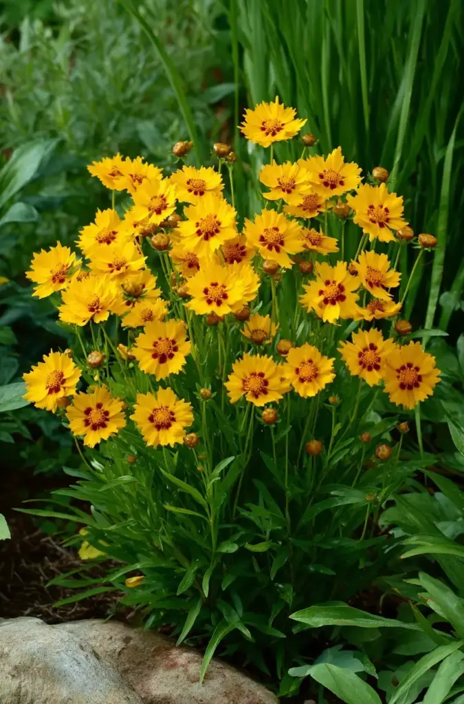 Dianthus