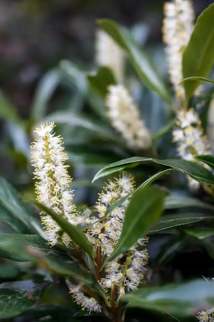 15 Best Trees for Privacy To Make Your Yard a Lush Sanctuary 11 English Laurel