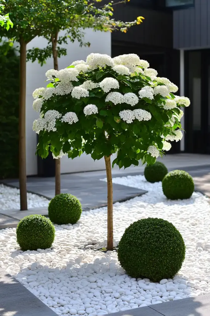 11. Feature a Hydrangea Tree for Height and Drama