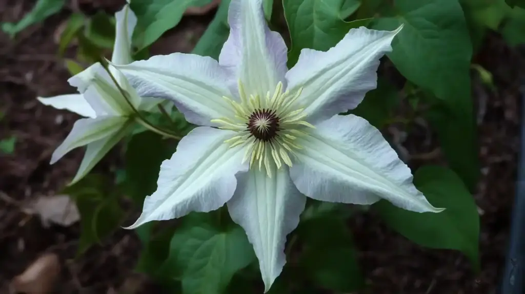 Types of Clematis: A Stunning Guide to Garden Favorites Hyde Hall