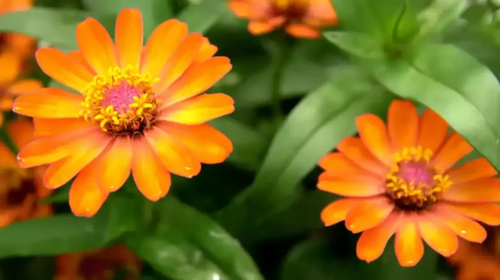 11 Best Full-Sun Annuals for Colorful Summer Gardens Zinnia
