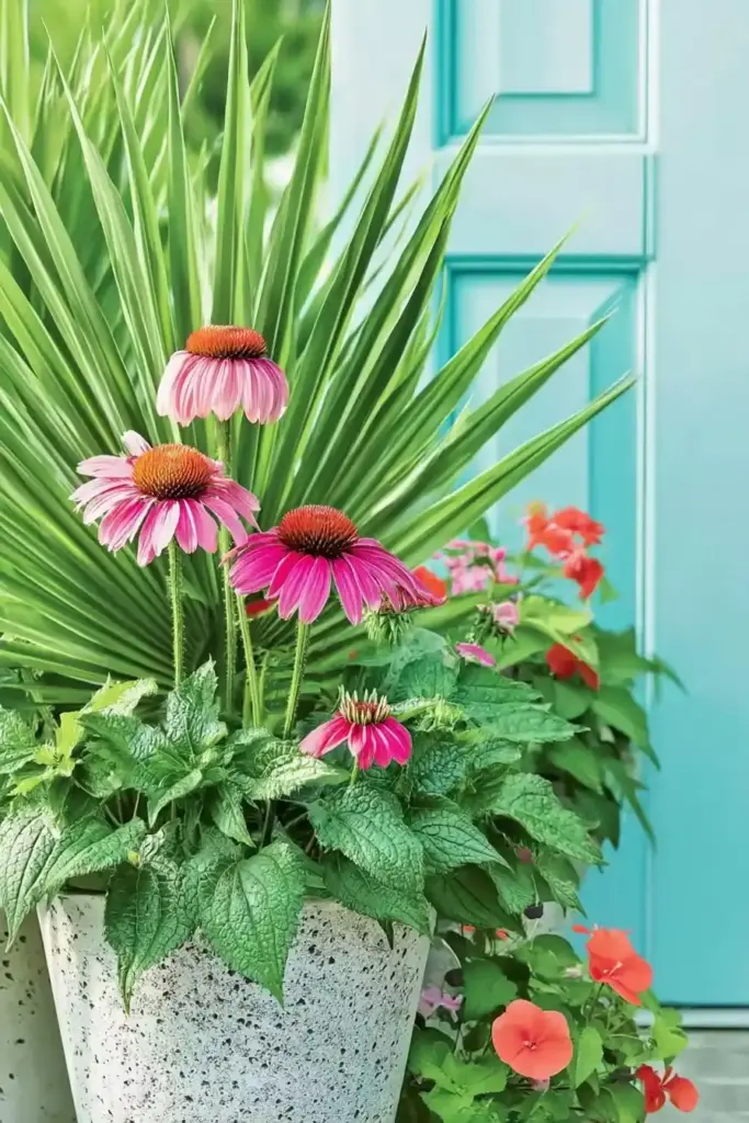12 Stunning Sunny Porch Plants for Container Gardens Coneflowers