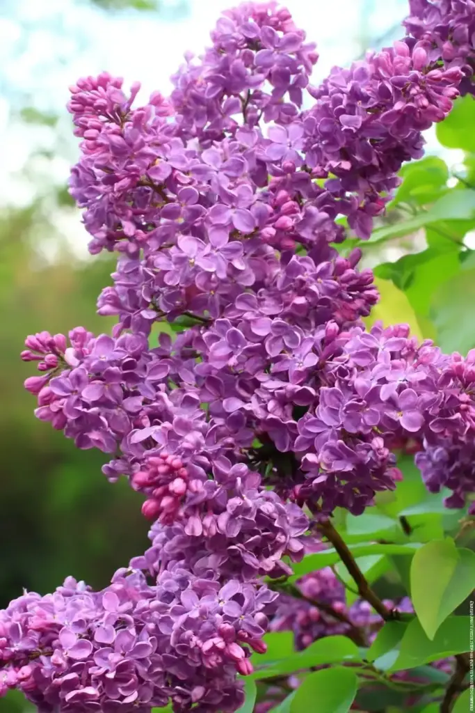 15 Best Trees for Privacy To Make Your Yard a Lush Sanctuary Lilac