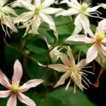 Types of Clematis: A Stunning Guide to Garden Favorites Sweet Autumn Clematis