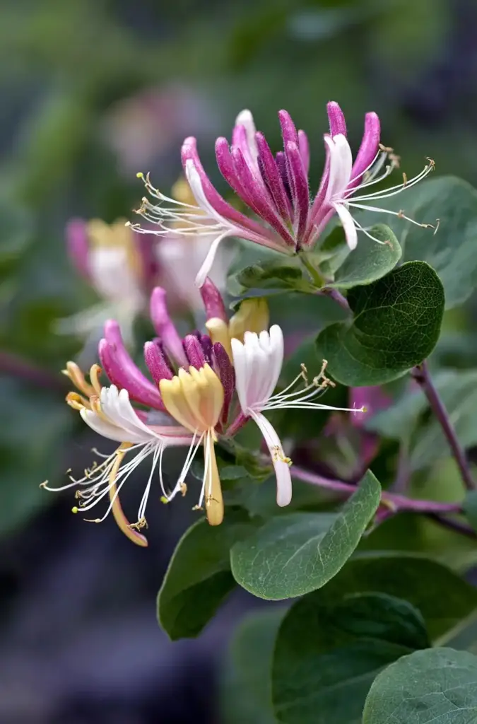 Honeysuckle
