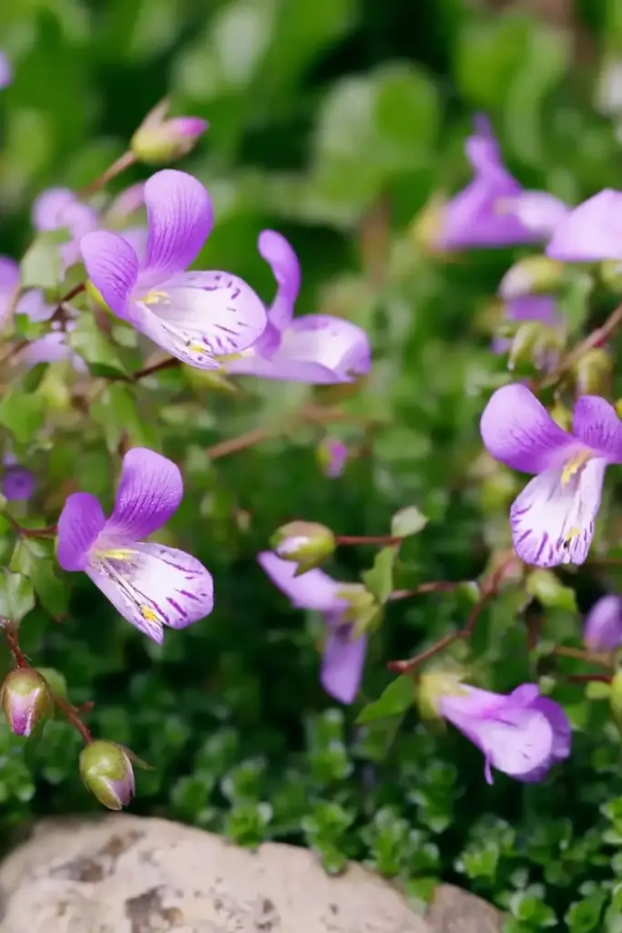 15 Walkable Ground Covers for Beautiful, Durable Garden Paths Mazus
