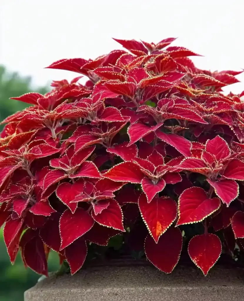 16 Great Low-Maintenance Outdoor Potted Plants Coleus