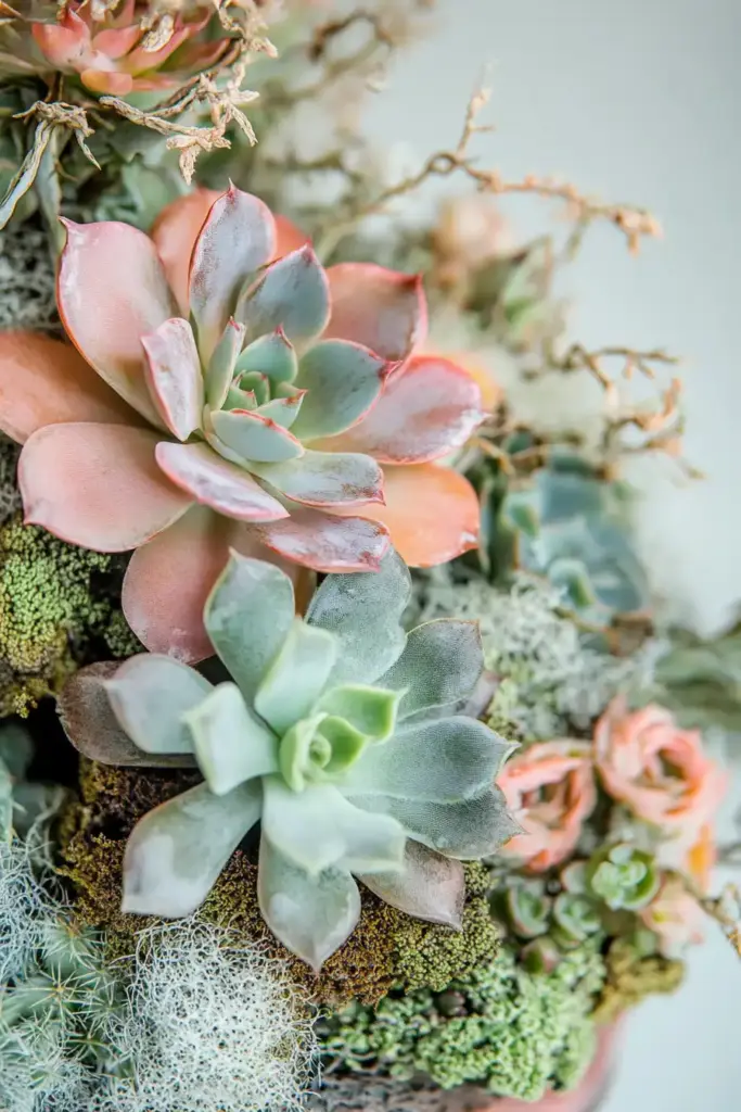 15 Walkable Ground Covers for Beautiful, Durable Garden Paths Hens-and-Chicks