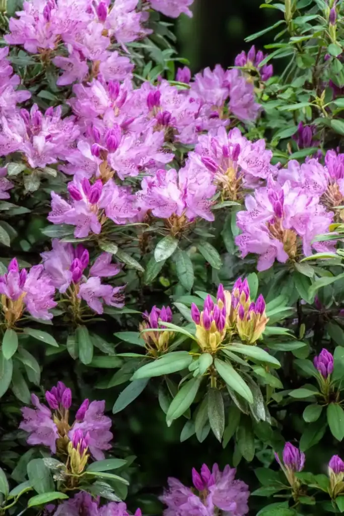 15 Best Trees for Privacy To Make Your Yard a Lush Sanctuary Rhododendron