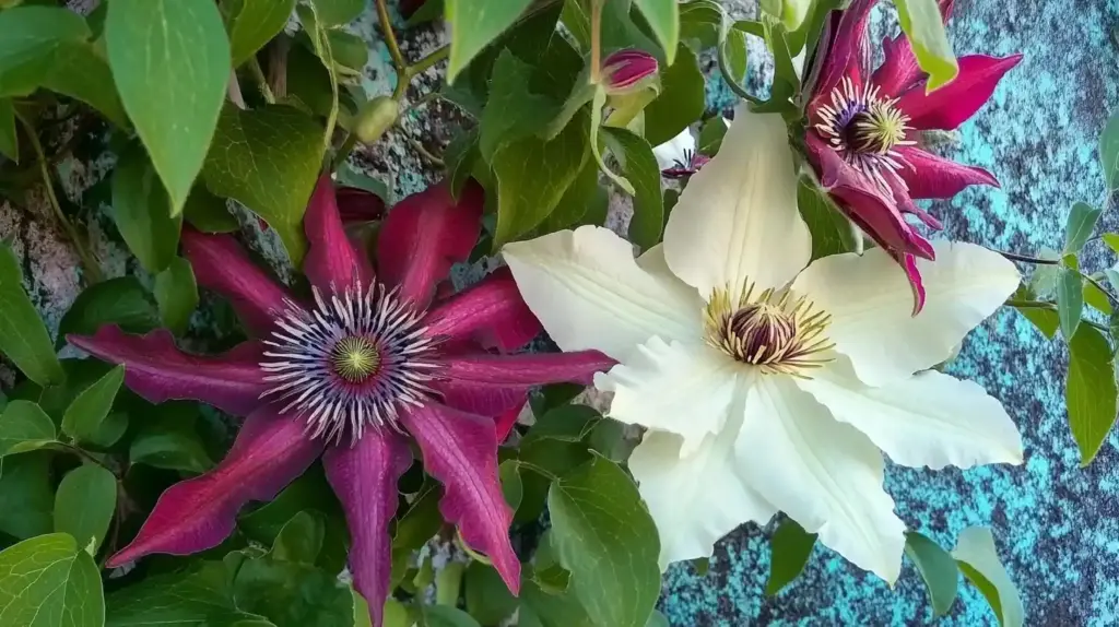 Types of Clematis: A Stunning Guide to Garden Favorites Avant Garde Clematis