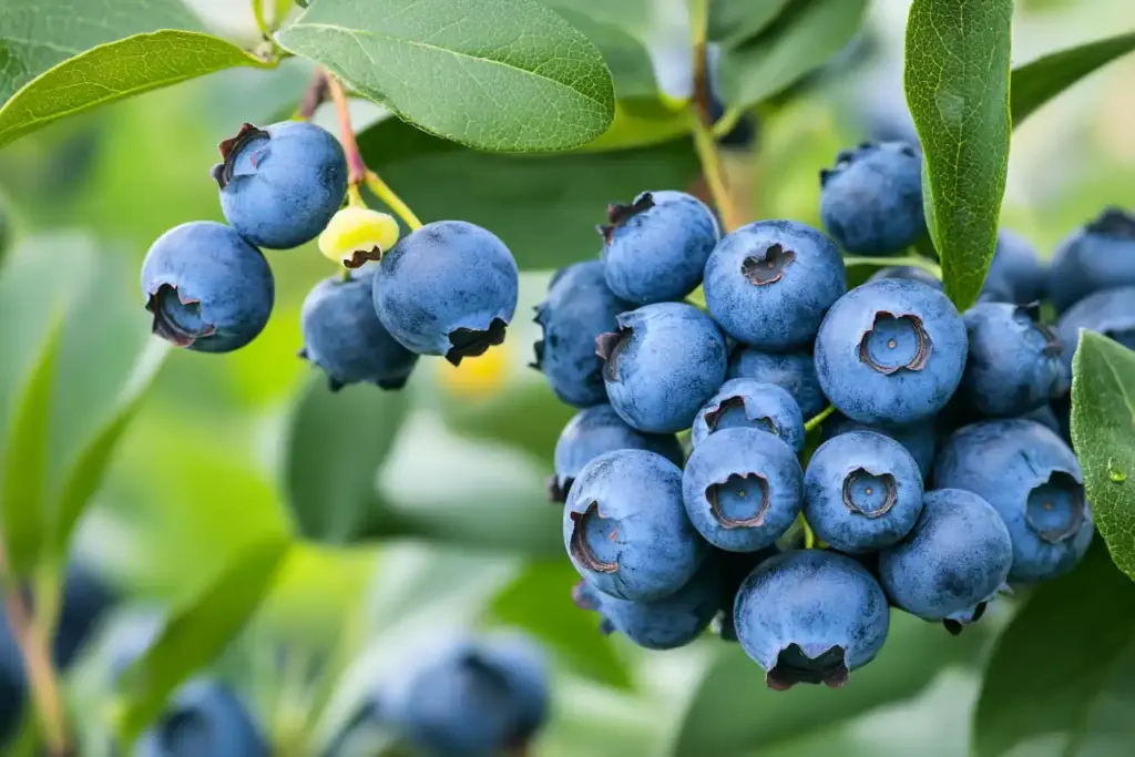 16 Great Low-Maintenance Outdoor Potted Plants Blueberry