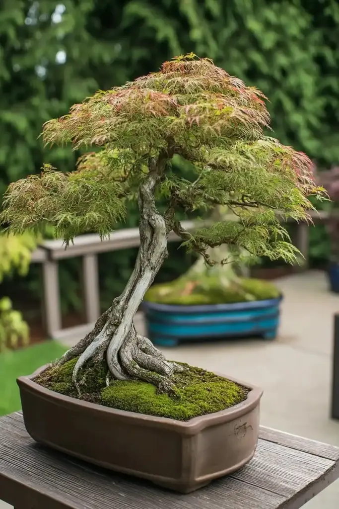 Bonsai Techniques