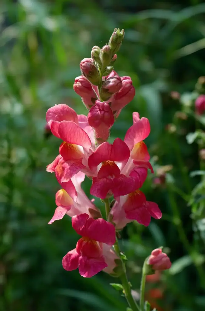 Summer Snapdragon