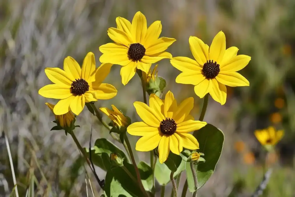 10 Easy Perennial Flowers for Full Sun Gardens Black-Eyed Susans