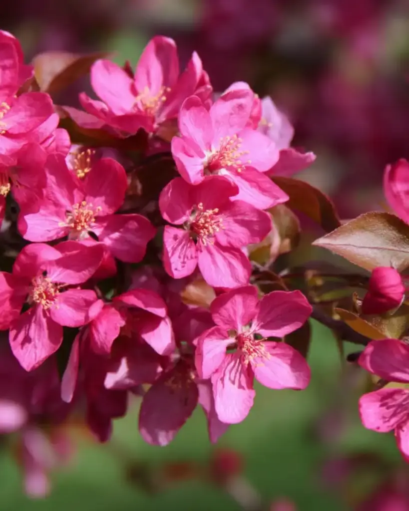 17 Best Privacy Trees for Your Yard 🌸 2. Flowering Crabapple (Malus spp.)