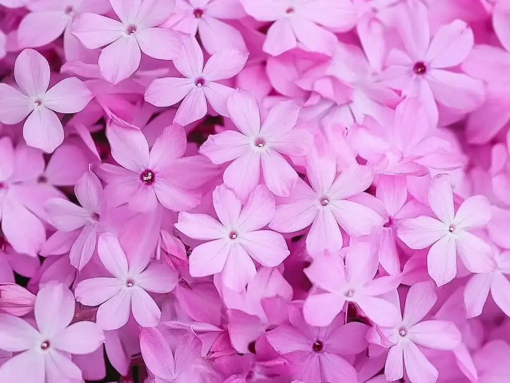 12 Full Sun Perennials Flowers That Bloom All Summer Tall Phlox