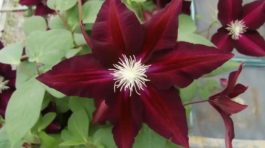 Types of Clematis: A Stunning Guide to Garden Favorites Rebecca