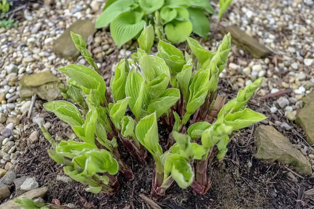 How to Grow Amazing Hostas: The Ultimate Low-Maintenance Outdoor Potted Plant for Shade Potted Hostas