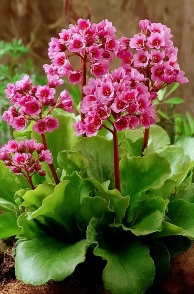 Bergenia