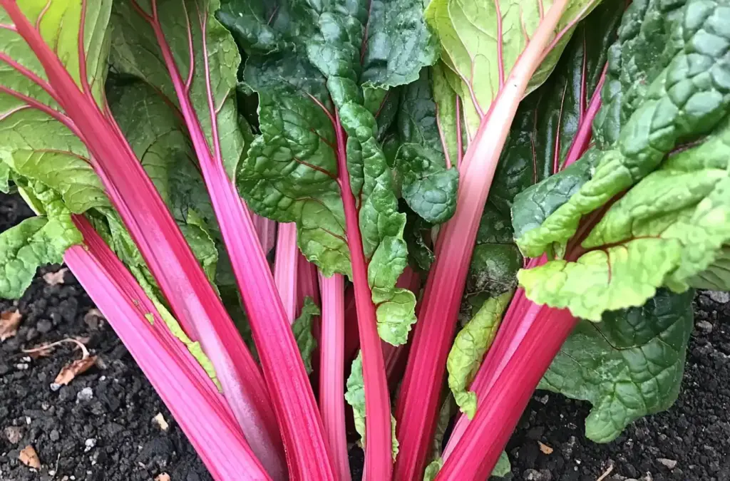 12 Perennial Vegetables You Can Plant Once and Harvest Forever Rhubarb
