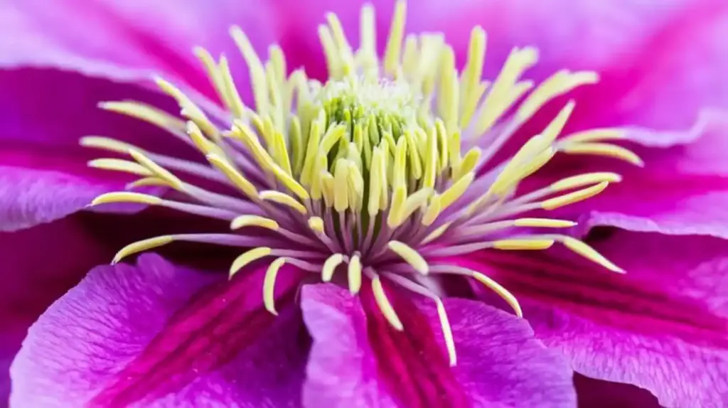 Types of Clematis: A Stunning Guide to Garden Favorites types of clematis Types of Clematis: A Stunning Guide to Garden Favorites