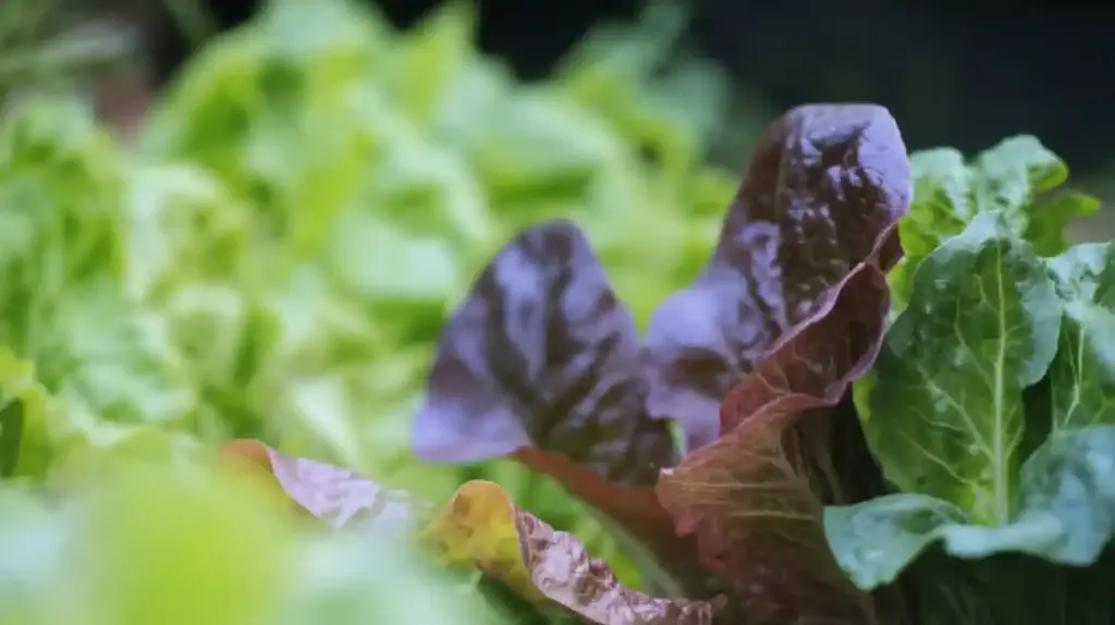 26 Shade-Tolerant Vegetables That Thrive With Less Sunlight Lettuce