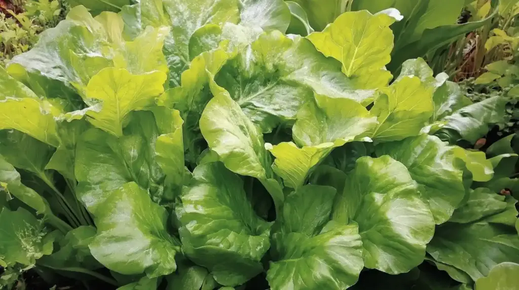 26 Shade-Tolerant Vegetables That Thrive With Less Sunlight Mustard Greens