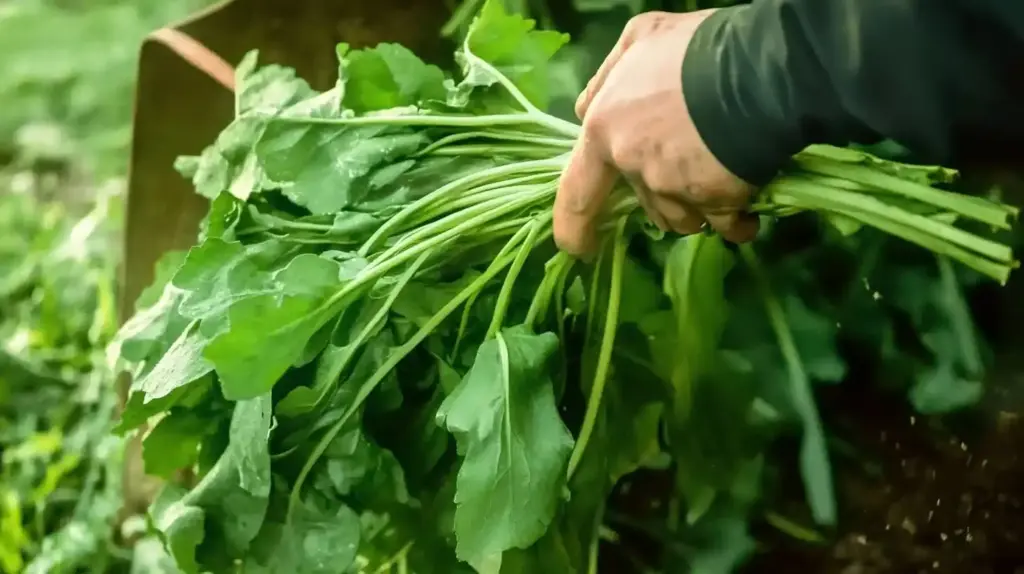 26 Shade-Tolerant Vegetables That Thrive With Less Sunlight Sorrel