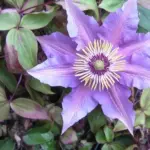 Types of Clematis: A Stunning Guide to Garden Favorites Bijou