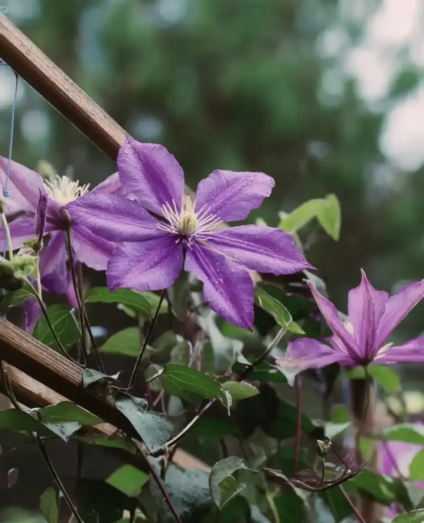 16 Great Low-Maintenance Outdoor Potted Plants Clematis