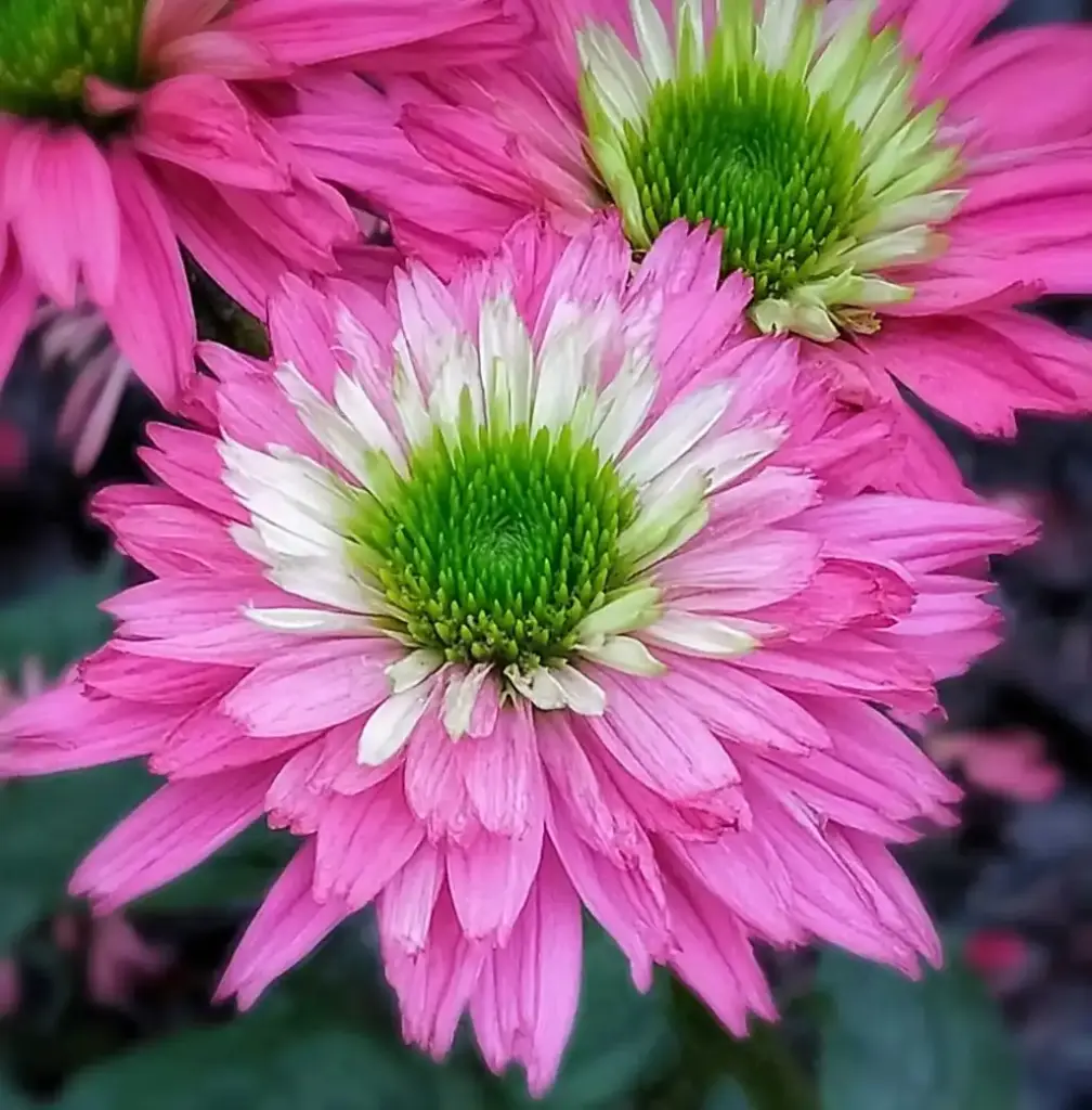 12 Full Sun Perennials Flowers That Bloom All Summer Coneflowers
