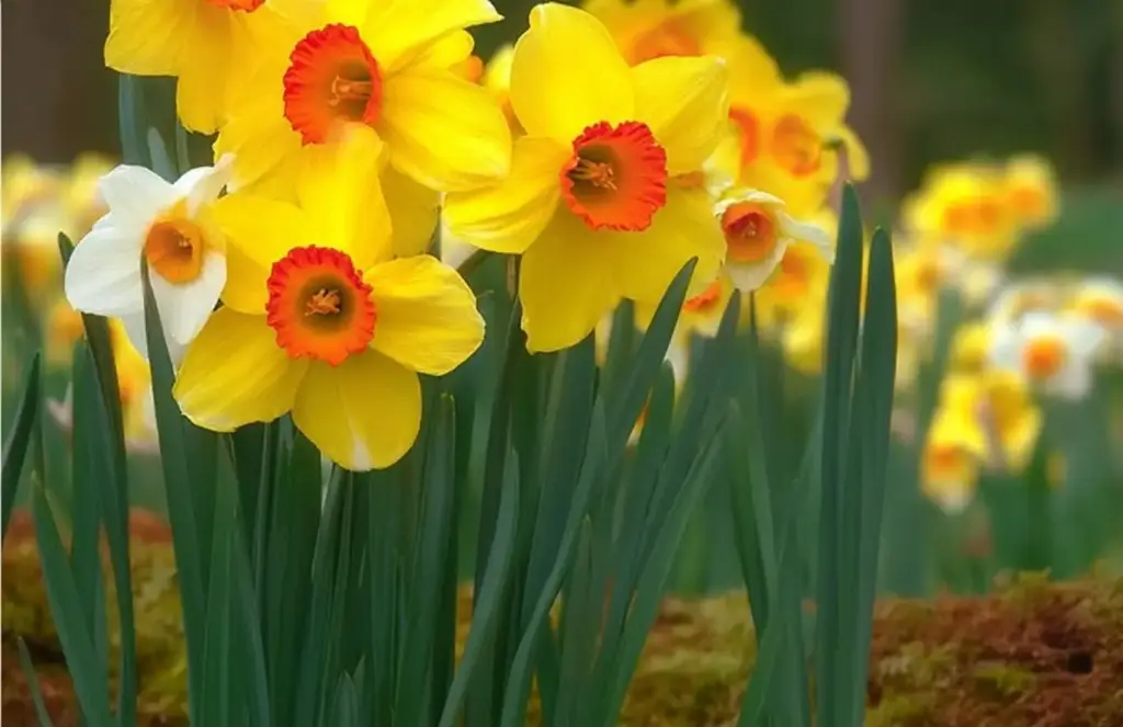 Daffodils