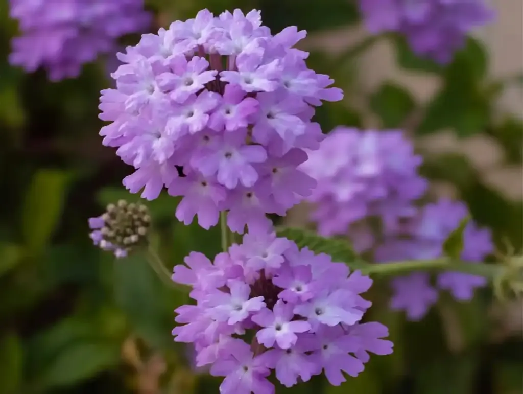 12 Stunning Sunny Porch Plants for Container Gardens Verbenas