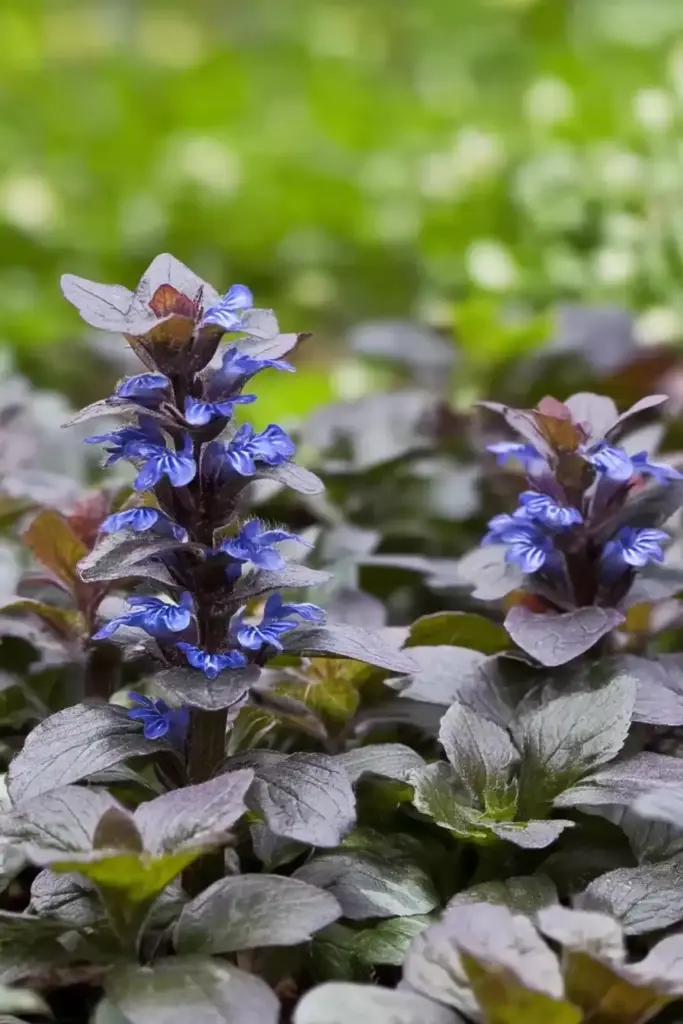 15 Walkable Ground Covers for Beautiful, Durable Garden Paths Ajuga