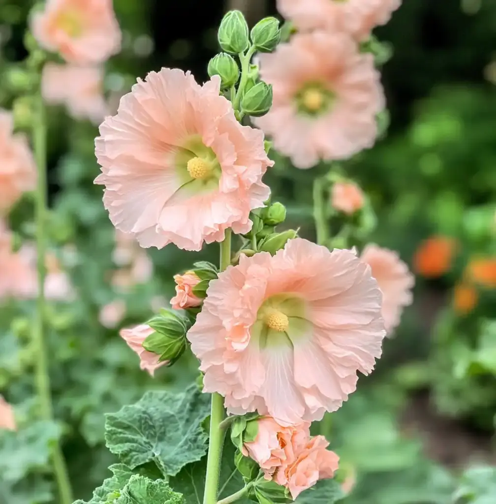 12 Full Sun Perennials Flowers That Bloom All Summer Hollyhocks