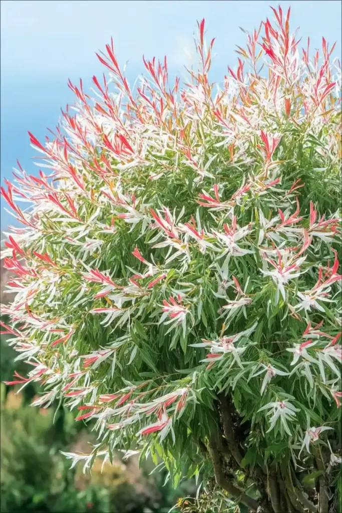 15 Best Trees for Privacy To Make Your Yard a Lush Sanctuary 4 Tricolor Willow