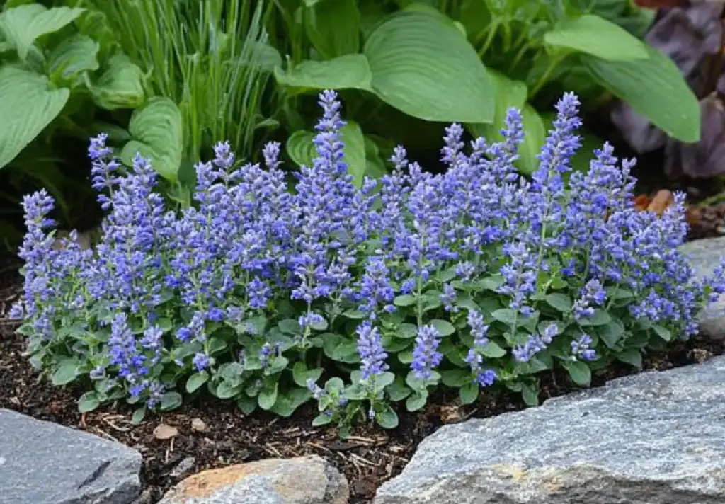 Ajuga 