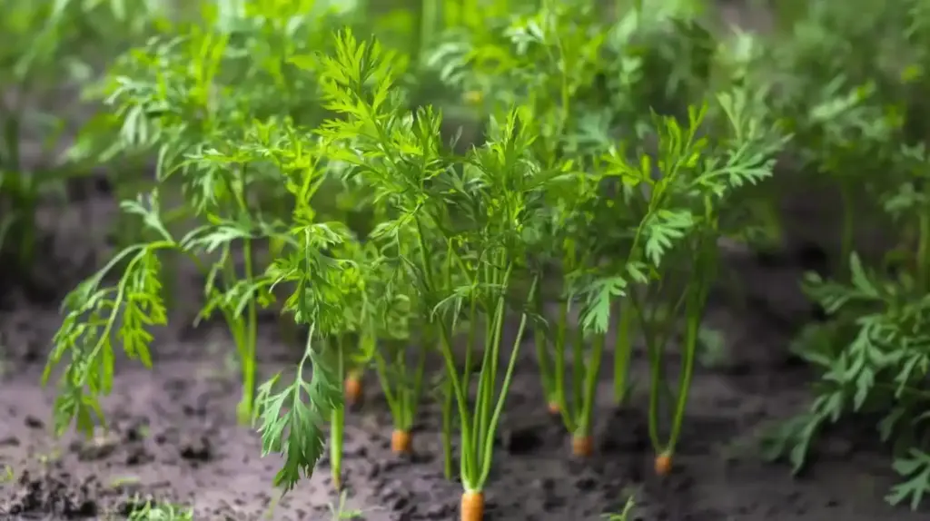 26 Shade-Tolerant Vegetables That Thrive With Less Sunlight Carrots