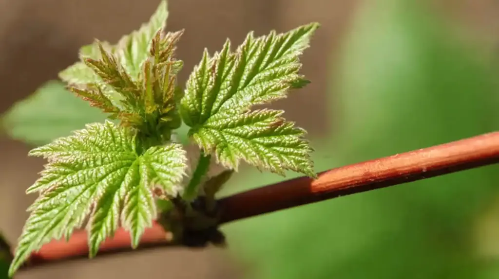 How to Grow Raspberries in a Small Space 4. Growing Raspberries From Cuttings