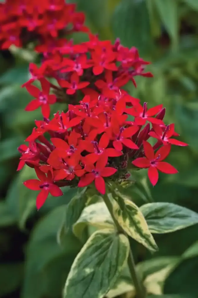 12 Stunning Sunny Porch Plants for Container Gardens Pentas